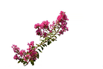A branch of the crape myrtle (Lagerstroemia indica) blooming in July in Mediterranean nature