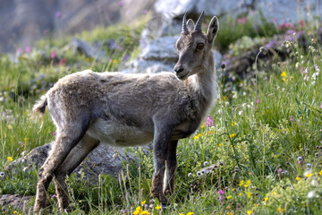 jeune chamois dans le parc national de la Vanoise, Savoie, France