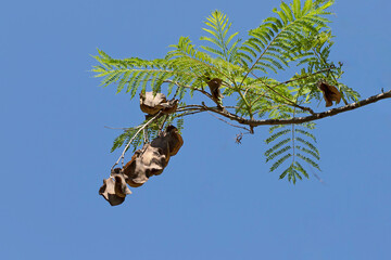 Leaves and seedpods of blue jacaranda (Jacaranda mimosifolia),  a sub-tropical tree native to South...