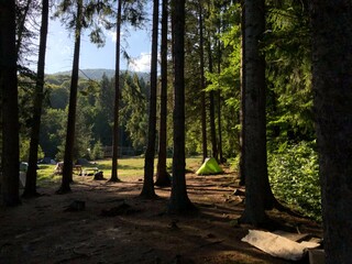 footpath in the forest