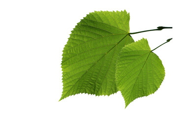 Two leaves of the linden (Tilia), a genus of about 30 species of trees or bushes, native throughout most of the temperate Northern 