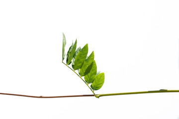 Fresh leaves of a trumpet creeper vine (Campsis radicans grandiflora)