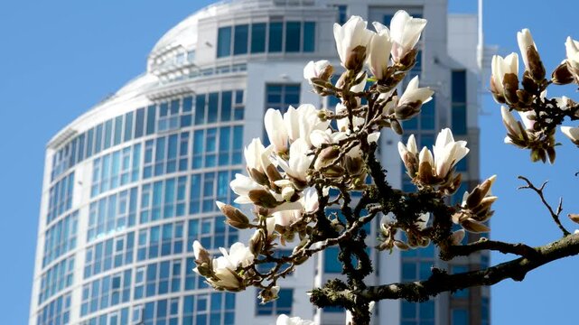 Crossing the crosswalk on main and Hastings street in Downtown Eastside Vancouver BC. Main street in Vancouver