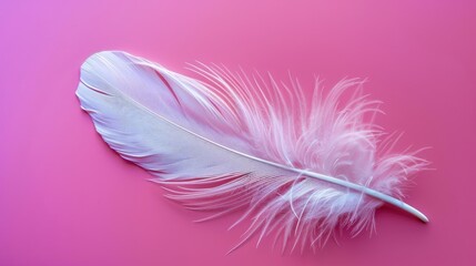 Obraz premium A solitary white feather on a vibrant pink purple backdrop A symbol of freedom and tranquility