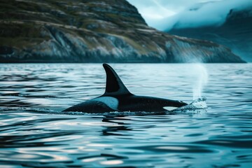 Fototapeta premium Orca Killerwhale jumps out of the water traveling on ocean water