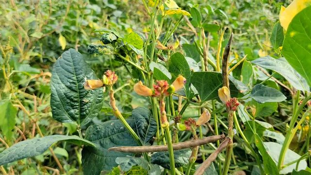 Cowpea plants in growth at vegetable garden. young cowpea. black eyed pea. Raw cowpea leaves background,he cowpea is an annual herbaceous legume from the genus Vigna,black eyed pea.