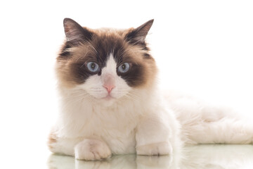 Beautiful young healthy Ragdoll cat on a white background.