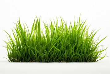 Obraz premium A green grass plant is isolated on a white background, its rug-like texture and organic sculptures reflecting avocadopunk.