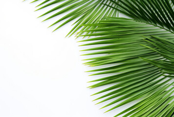 Fototapeta premium A closeup of a palm leaf on a white background presents coastal scenery, its high-angle framing and aerial view apparent.