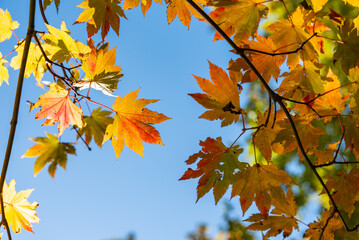 青い空と色づき始めたカエデ