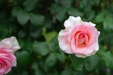 ピンクのグラデーションが綺麗な薔薇
