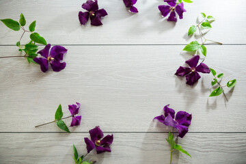 branch of blooming purple clematis, on a light wooden table