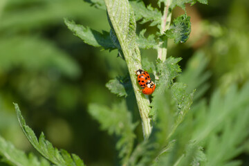 ladybugs mating on a plant leaf