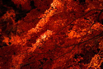 ライトアップされた紅葉