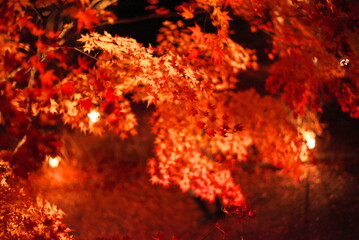 ライトアップされた紅葉