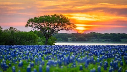 Beautiful Texas spring sunset over a lake. Blooming bluebonnet wildflower field and a lonely tree silhouette.