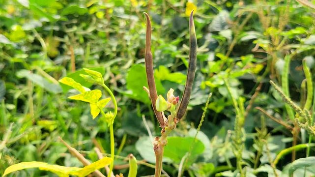 Cowpea plants in growth at vegetable garden. young cowpea. black eyed pea. Raw cowpea leaves background,he cowpea is an annual herbaceous legume from the genus Vigna,black eyed pea.