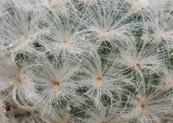 Fototapeta premium Potted cactus in the greenhouse