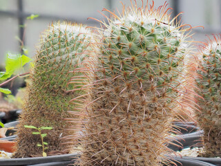 Potted cactus in the greenhouse