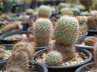 Potted cactus in the greenhouse