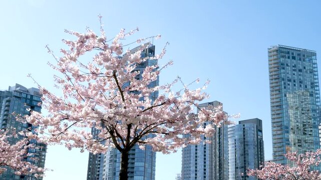 Crossing the crosswalk on main and Hastings street in Downtown Eastside Vancouver BC. Main street in Vancouver