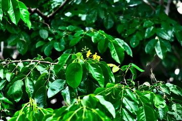 Obraz premium green leaves background