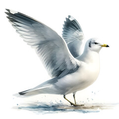 Obraz premium 흰 배경, 갈매기, 수채화 (white background, seagull, water colour)