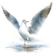 Obraz premium 흰 배경, 갈매기, 수채화 (white background, seagull, water colour)