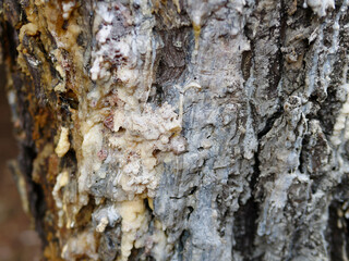 detail of resin on a pine trunk