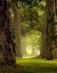forest in the morning