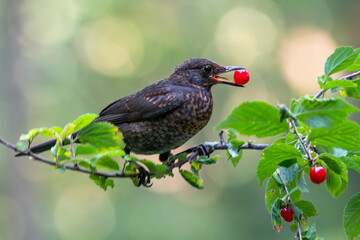 Blackbird with red cherry berry