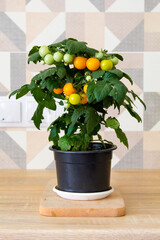 yellow tomatoes on the bush. ripe and green tomatoes on a branch. Garden bed in the kitchen. A cherry tomato grows in a pot in the kitchen. Healthy and wholesome vegan food.