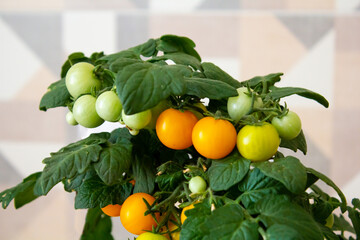 yellow tomatoes on the bush. ripe and green tomatoes on a branch. Garden bed in the kitchen. We grow vegetables and herbs at home. Healthy and wholesome vegan food.
