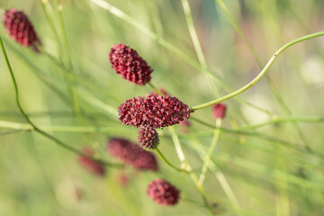 Red flowerheads of the great burnet (Sanguisorba officinalis).