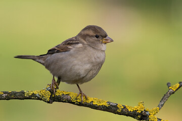 Bird - House sparrow Passer domesticus sitting on the branch