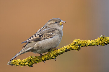 Bird - House sparrow Passer domesticus sitting on the branch