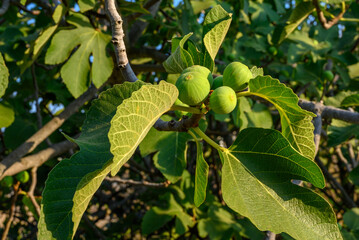 green figs on tree, figs on tree