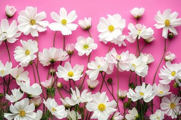 Elegant White Cosmos Flowers on Pink Background with Copy Space, High Definition Floral Frame for Design Concepts