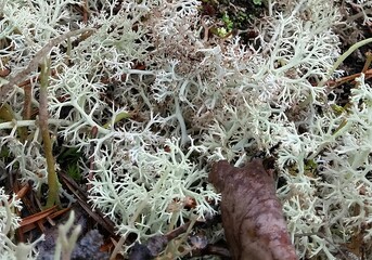 a close-up view of a patch of lichen, which is a type of symbiotic organism made up of fungi and algae or cyanobacteria. The lichen appears to be light gray or pale green in color and has a bushy