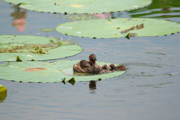蓮の葉で休むカイツブリの親子