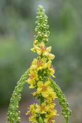 Inflorescence of the black mullein (Verbascum nigrum). Medicinal herb.