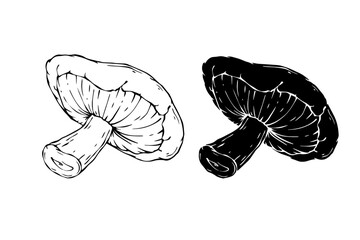 Linear sketch, silhouette, stamp of forest mushrooms. Vector graphics