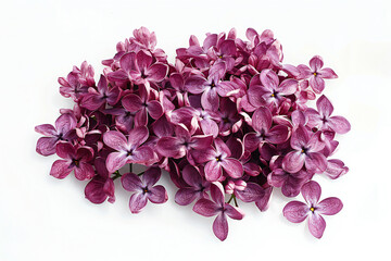 Obraz premium Elegant Lilac Flowers on White Background for Springtime Floral Arrangement and Nature Beauty Copyspace