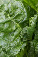 Raindrops on fresh big green leaves. Macro of leaf texture. July 2024