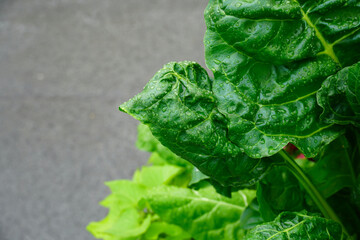 Raindrops on fresh big green leaves. Grey stone background on a side. Macro of leaf texture. July 2024