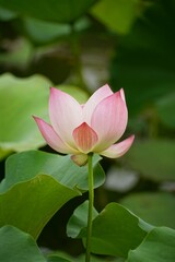 Obraz premium pink water lily