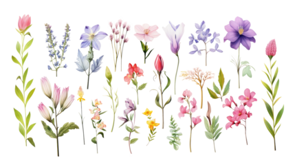 Set of watercolor wildflowers painting isolated on clear png background and transparent background. Fresh and nature concept for nature decorative and flower element, AI generative.
