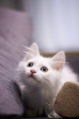 White cat