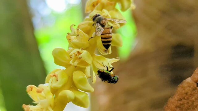 Metallic green sweat bee and a Honey Bee on a coconut flower in a garden close up with pollen and nectar | apis cerana indica | Metallic green sweat bee