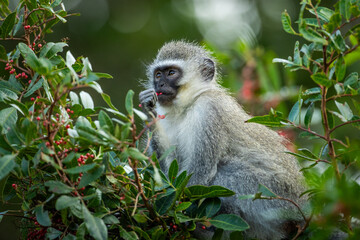 Vervet monkey eating berries from a tree